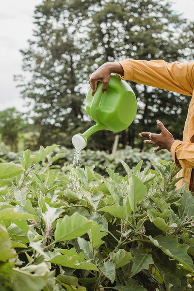 How Regenerative Agriculture Impacts Our Health?