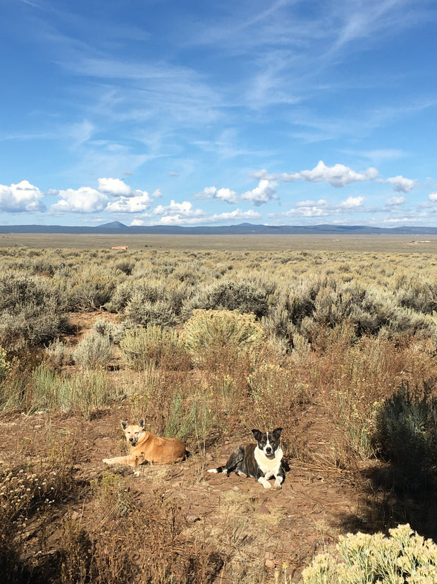 New Mexico Sagebrush Hydrosol